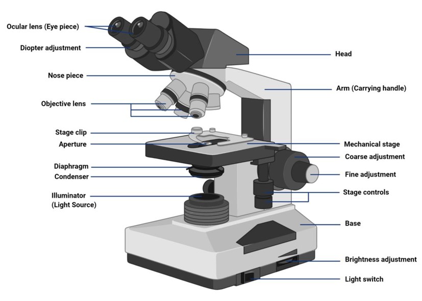 Parts of a Compound Microscope 