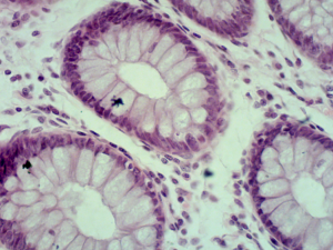 Sample Images