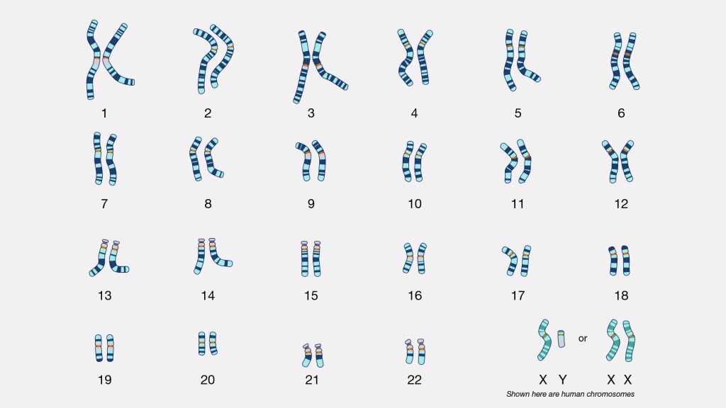 Karyotype