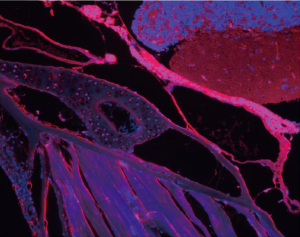 Multi-Channel Scan & Overlay