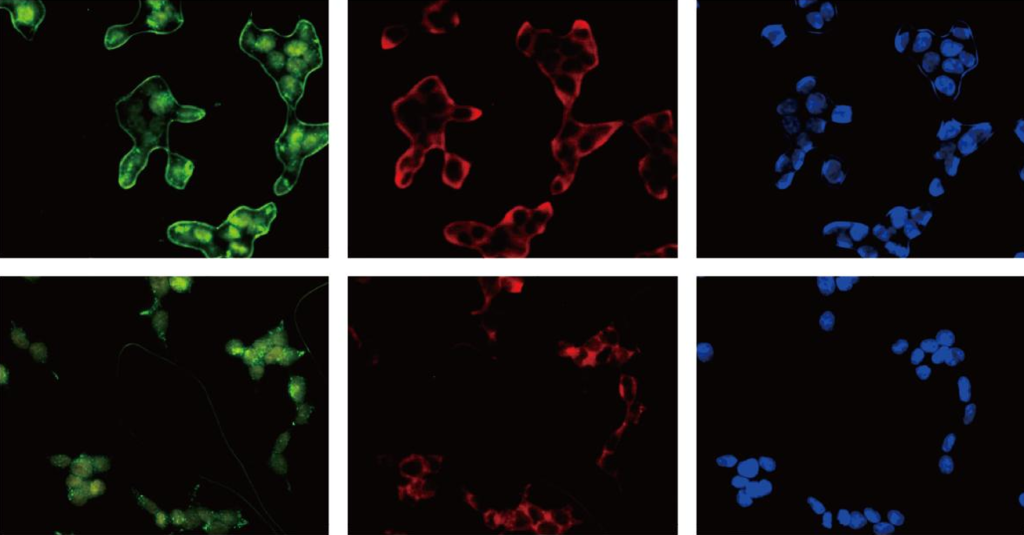 Fluorescence Transfection Efficiency