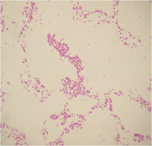 Gram-negative Bacteria Escherichia Coli