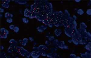 Multicolor fluorescence fusion image