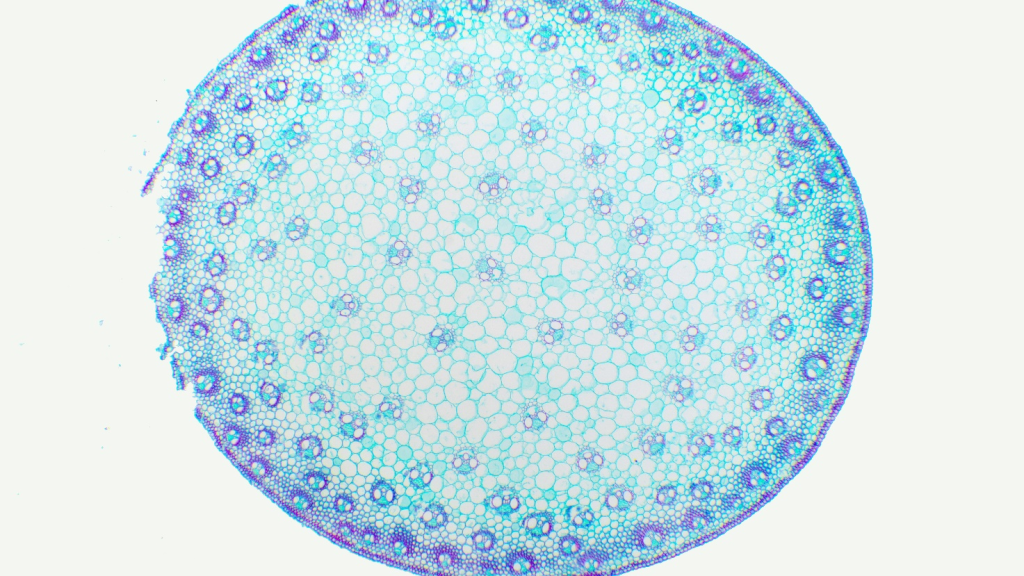 What Do Frame Rate, Pixel Size, and Dynamic Range Mean in Microscope Cameras-Resolution