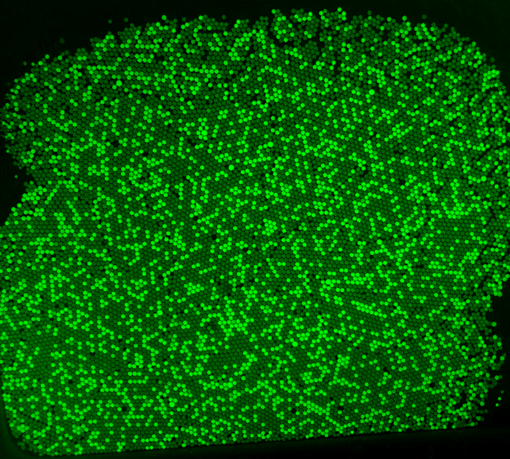 Why pixel size matters in microscope cameras-Sensitivity