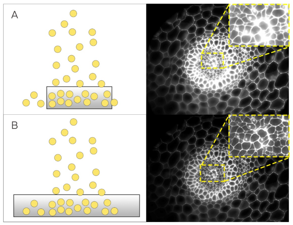 What dynamic range means in microscope cameras-Full Well Capacity