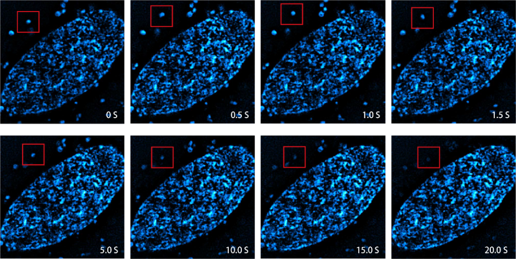 When to choose sCMOS Long-term observation of living cells