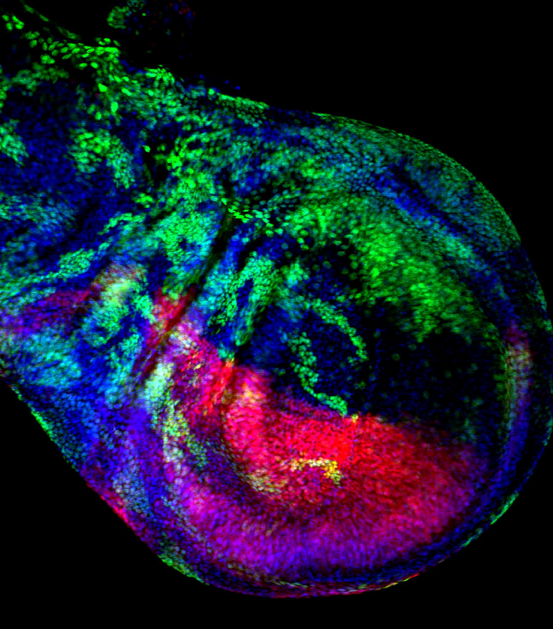 When to choose sCMOS Weak fluorescence and multi-channel fluorescence observation