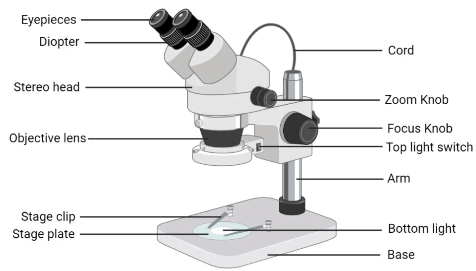 Parts – What Constitutes a Dissecting Microscope
