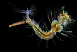 applications of the dissecting microscopes2