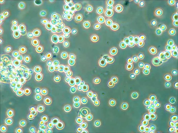 Fluorescent light source