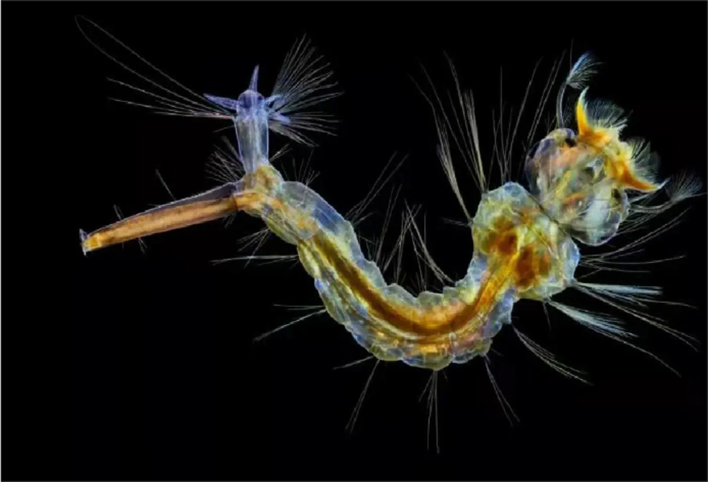 Living aquatic organisms – Dark Field1