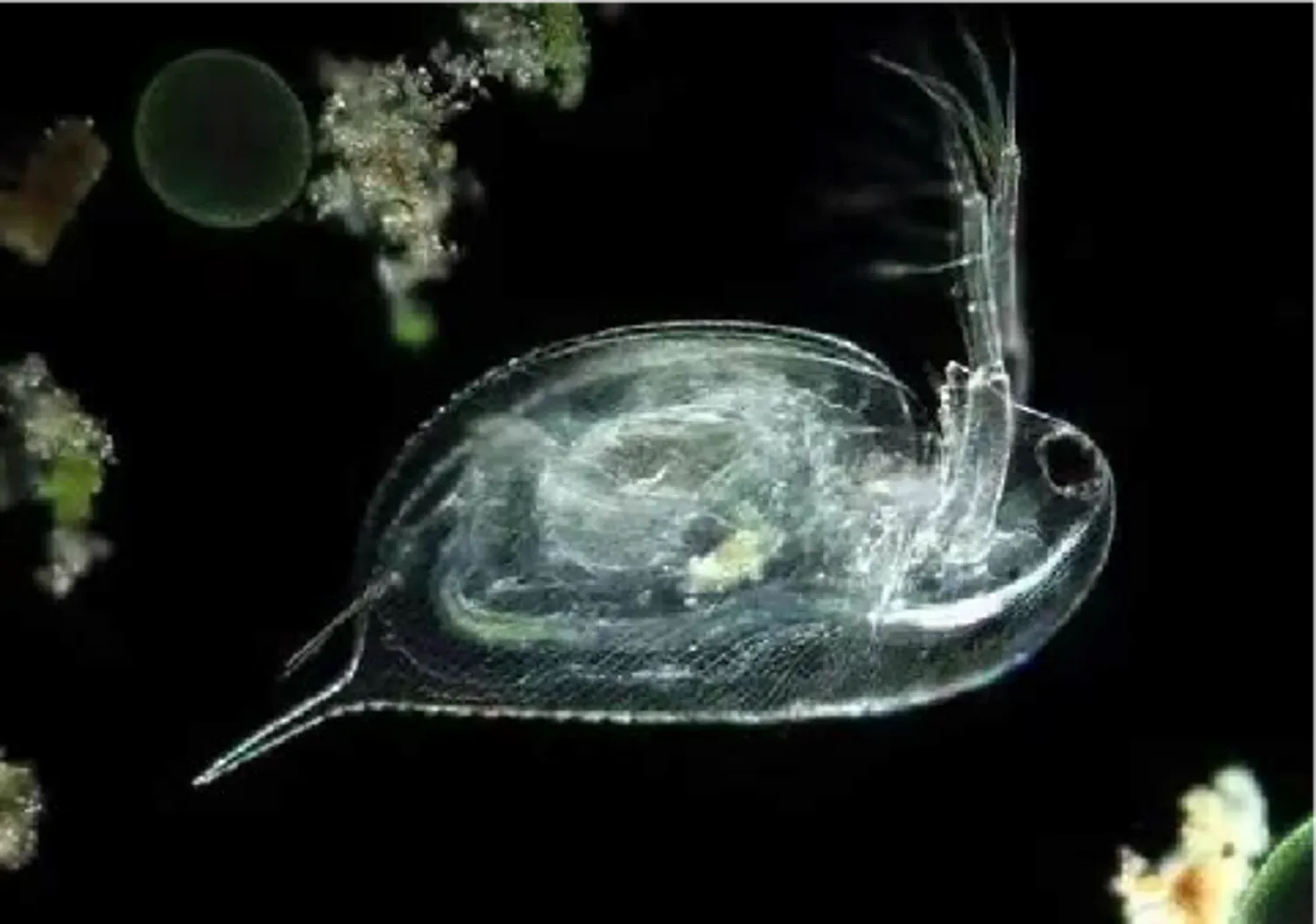 Living aquatic organisms – Dark Field2