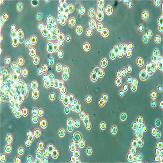 BS-3060FA Fluorescent Stereo Microscope