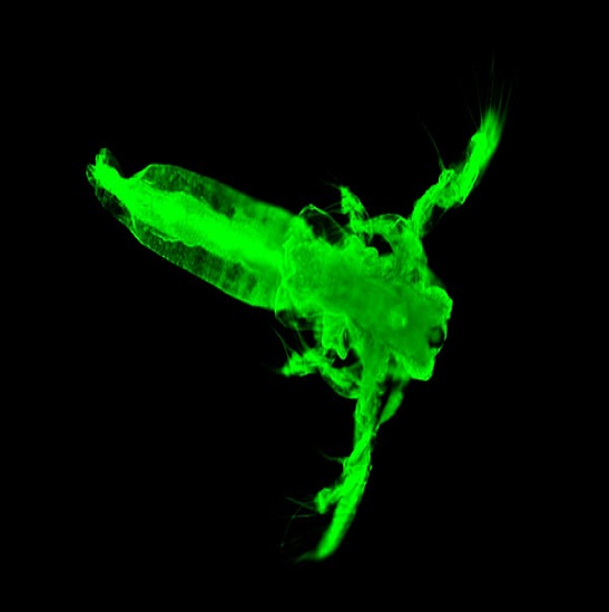 BS-2070FB(LED) Fluorescent Biological Microscope