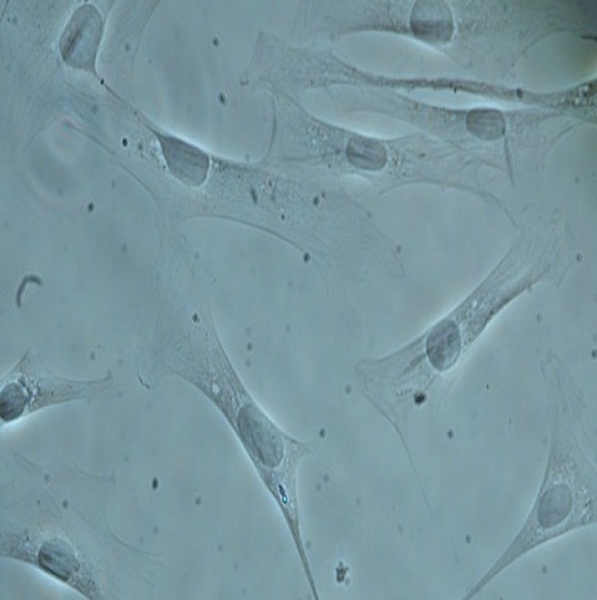 BS2094B Inverted Biological Microscope