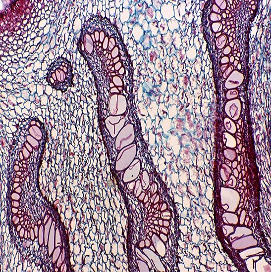 BS-2020T Trinocular Biological Microscope