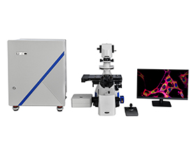 BCF295 Laser Scanning Confocal Microscopy