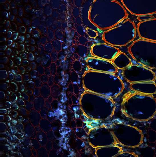 BCF295 Laser Scanning Confocal Microscopy