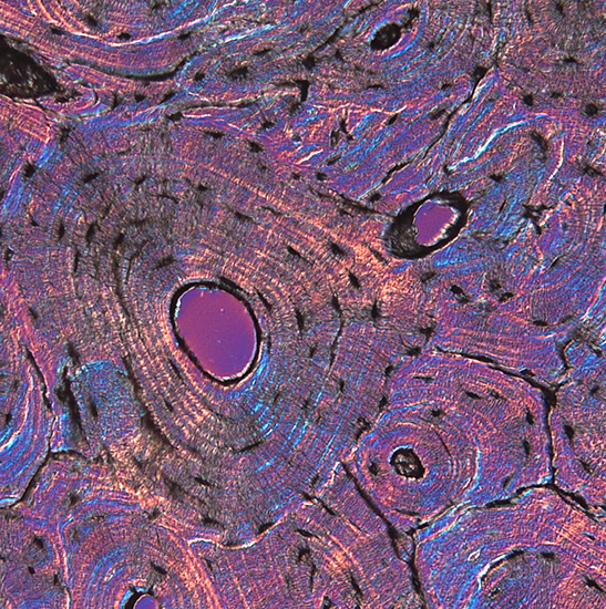 BUC1D-830C C-mount USB2.0 CMOS Microscope Camera (Sony IMX274 Sensor, 8.3MP)