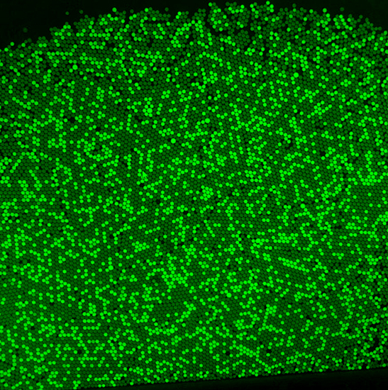 BUC5IB-1030C Cooled C-mount USB3.0 CMOS Microscope Camera (Sony IMX294 Sensor, 10.3MP)