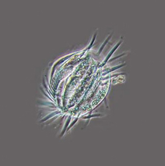 BS-2094AF LED Fluorescent Inverted Biological Microscope