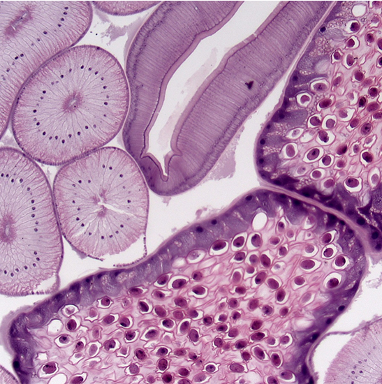 BS-2027T Trinocular Biological Microscope