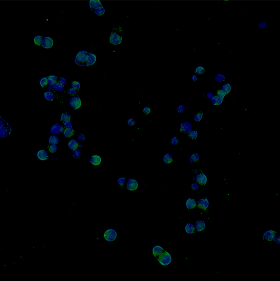 BS-2085F(LED) Motorized Automatic Biological Fluorescent Microscope