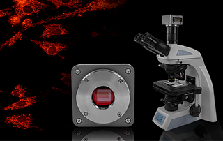 How to Choose a Camera for Fluorescence Microscope?