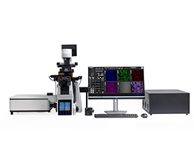 BCF297 Laser Scanning Confocal Microscopy