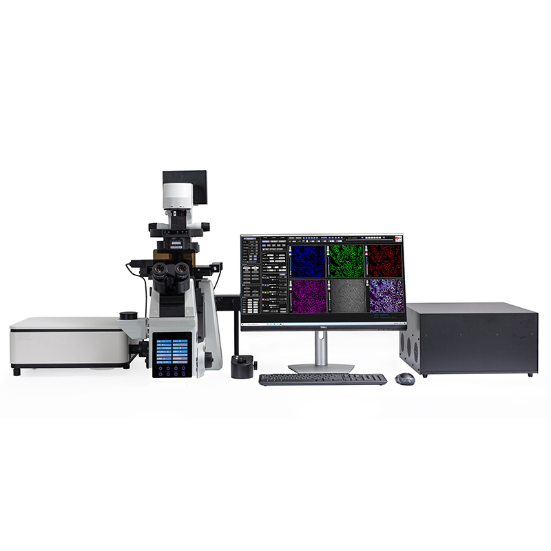 BCF297 Laser Scanning Confocal Microscopy