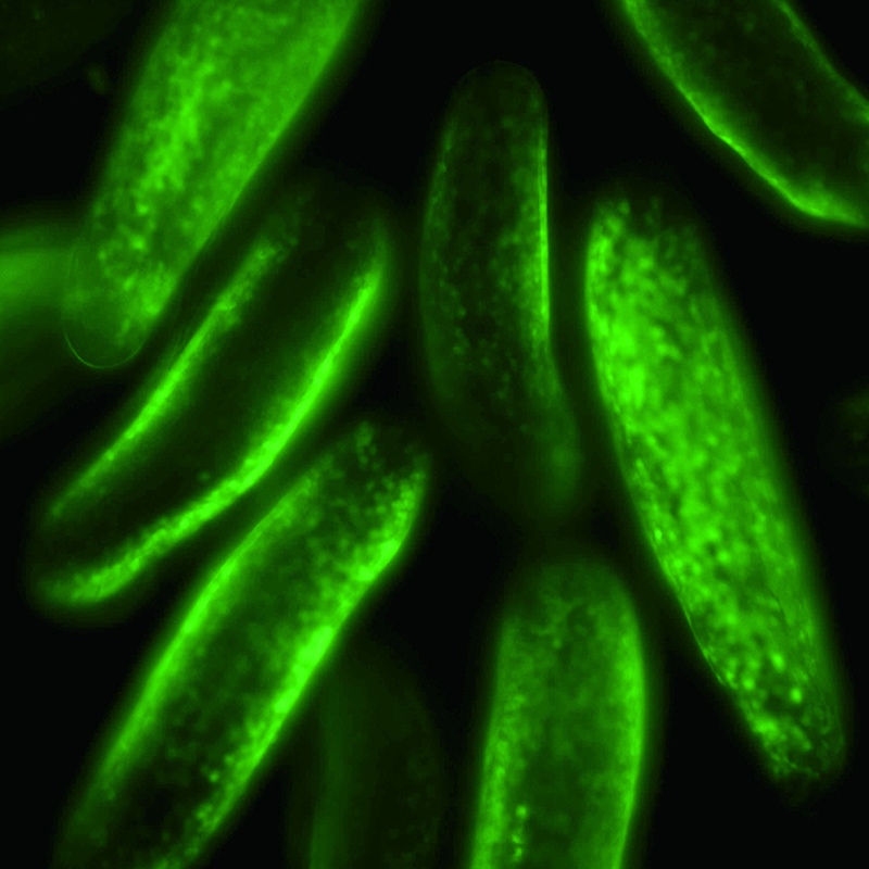 BS-2091F Inverted Fluorescent Biological Microscope