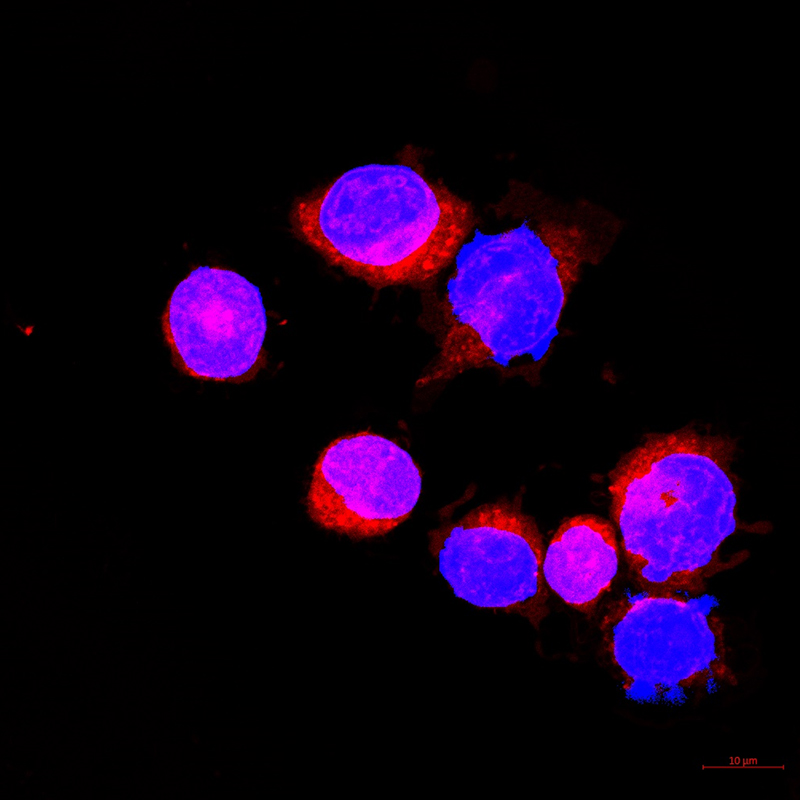 BCF297 Laser Scanning Confocal Microscopy