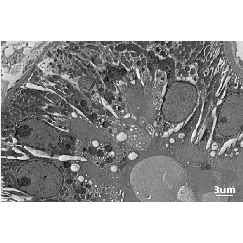 BSEM-500X Ultra-high Resolution Field Emission Scanning Electron Microscope