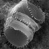 4 Life Sciences Coscinodiscus