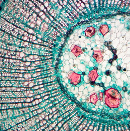 BLM5-236 LCD Digital Biological Microscope