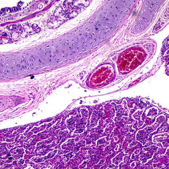 BLM4-221 LCD Digital Biological Microscope