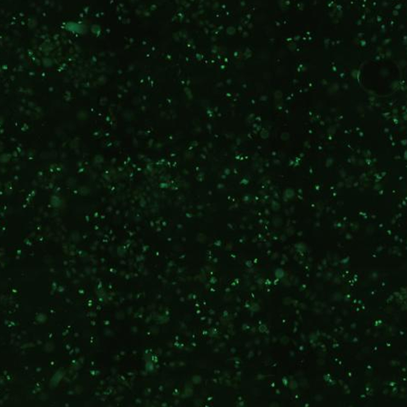 BCM2-300 Live Cell Imaging System