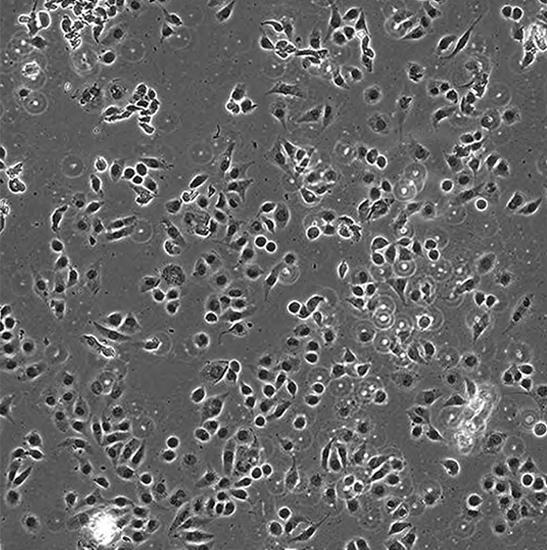 BCM2-100 Live Cell Imaging System