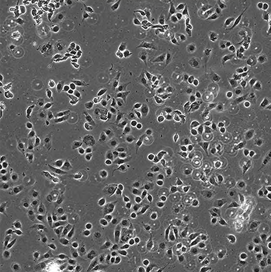 BCM2-200A Live Cell Imaging System