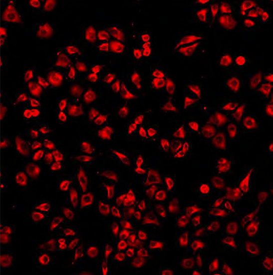 BCM2-200A Live Cell Imaging System