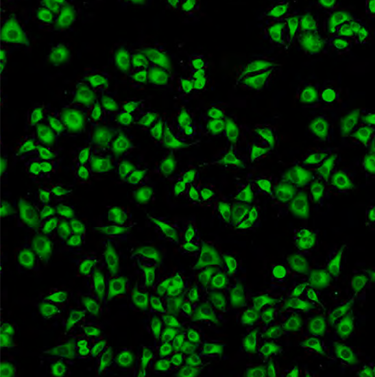 BCM2-200A Live Cell Imaging System