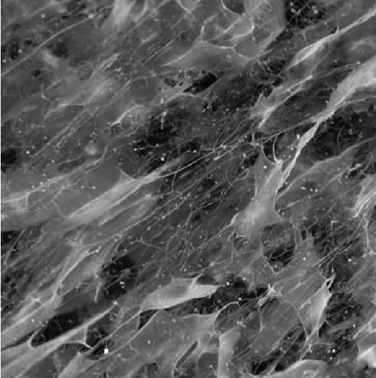 BDEM-18 Desktop Tungsten Filament Scanning Electron Microscope