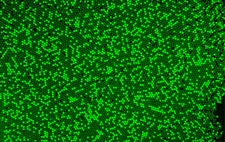 What Do Frame Rate, Pixel Size, and Dynamic Range Mean in Microscope Cameras?
