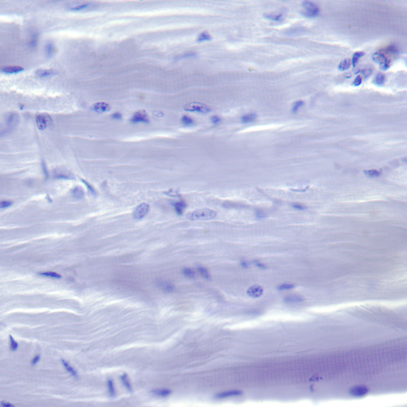 BS-2052B(Plan) Binocular Biological Microscope