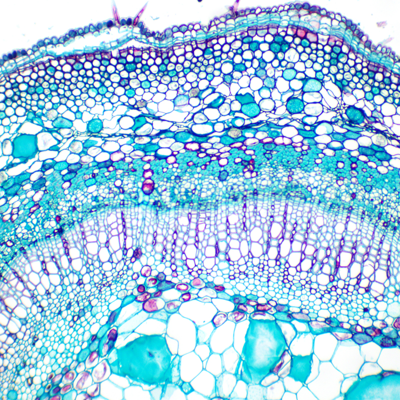 BS-2029B Binocular Biological Microscope