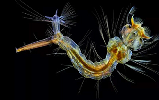What is Dark Field Microscopy Used for?